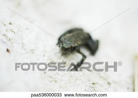 Salamander emerging from water View Large Photo Image Stock Image - Salamander emerging from water. Fotosearch