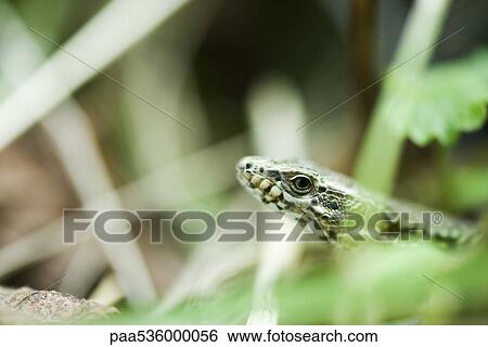 Stock Photograph - Snake in grass. Fotosearch