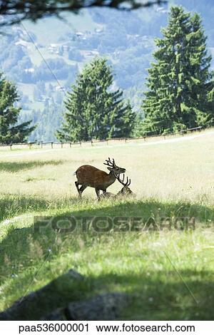 Two bucks in a sunny meadow View Large Photo Image Stock Image - Two bucks in a sunny meadow. Fotosearch