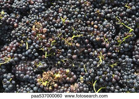 Black grapes, full frame View Large Photo Image Stock Image - Black grapes, full frame. Fotosearch