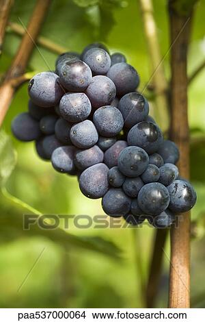 Black grapes growing on vine View Large Photo Image Picture - Black grapes growing on vine. Fotosearch