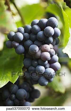 Black grapes growing on vine View Large Photo Image Stock Image - Black grapes growing on vine. Fotosearch