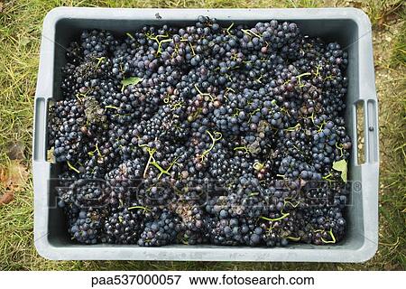 Black grapes in plastic bin View Large Photo Image Stock Photo - Black grapes in plastic bin. Fotosearch