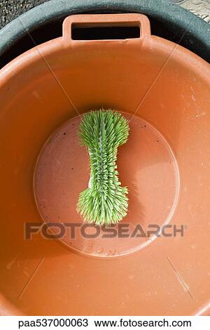 Stock Image - Cleaning brush in bottom of bucket. Fotosearch