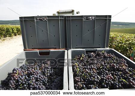 France, Champagne-Ardenne, Aube, bins of grapes stacked in vineyard View Large Photo Image Picture - France, Champagne-Ardenne, Aube, bins of grapes stacked in vineyard. Fotosearch