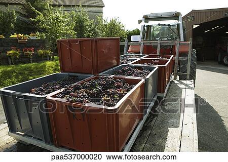 France, Champagne-Ardenne, Aube, bins full of grapes on trailer bed View Large Photo Image Stock Image - France, Champagne-Ardenne, Aube, bins full of grapes on trailer bed. Fotosearch