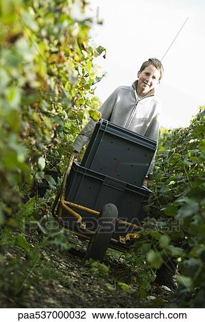 Stock Image - France, Champagne-Ardenne, Aube, boy pushing cart through vineyard. Fotosearch