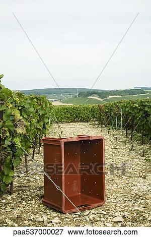 Stock Photo - France, Champagne-Ardenne, Aube, empty crate in vineyard. Fotosearch