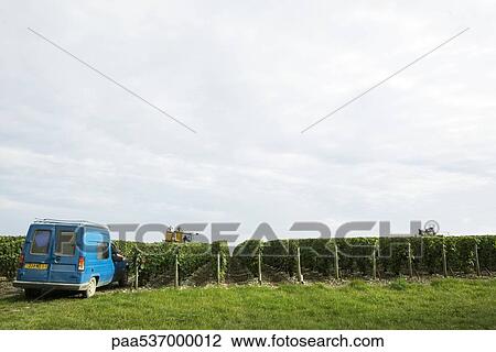 Stock Image - France, Champagne-Ardenne, Aube, grape harvesters in vineyard. Fotosearch