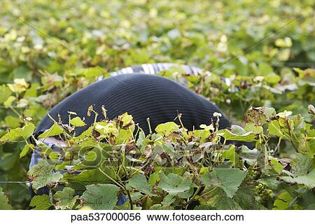 France, Champagne-Ardenne, Aube, grape harvesters bent over in vineyard View Large Photo Image Stock Photograph - France, Champagne-Ardenne, Aube, grape harvesters bent over in vineyard. Fotosearch