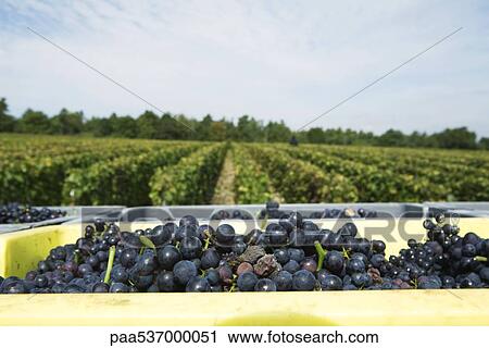 France, Champagne-Ardenne, Aube, grapes in bins, vineyard in background View Large Photo Image Stock Image - France, Champagne-Ardenne, Aube, grapes in bins, vineyard in background. Fotosearch