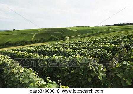 France, Champagne-Ardenne, Aube, lush vineyard View Large Photo Image Stock Photo - France, Champagne-Ardenne, Aube, lush vineyard. Fotosearch