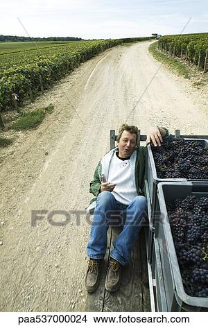 Picture - France, Champagne-Ardenne, Aube, man sitting beside bins of grapes on truck bed, riding along dirt road through vineyard. Fotosearch