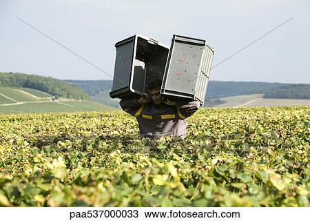 Stock Image - France, Champagne-Ardenne, Aube, man carrying plastic bins through vineyard. Fotosearch