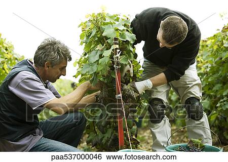 France, Champagne-Ardenne, Aube, men harvesting grapes in vineyard View Large Photo Image Stock Photograph - France, Champagne-Ardenne, Aube, men harvesting grapes in vineyard. Fotosearch