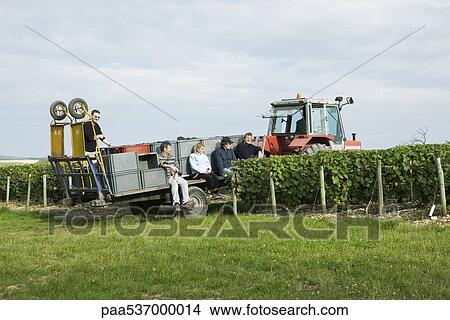 Picture - France, Champagne-Ardenne, Aube, workers resting on tractor pulled trailer in vineyard. Fotosearch