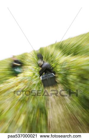 France, Champagne-Ardenne, Aube, workers in vineyard, panning shot View Large Photo Image Stock Image - France, Champagne-Ardenne, Aube, workers in vineyard, panning shot. Fotosearch
