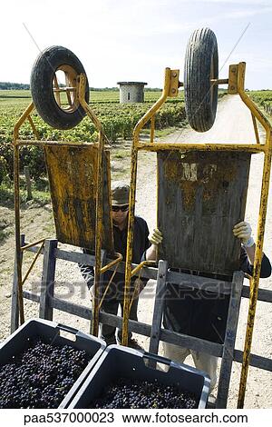 France, Champagne-Ardenne, Aube, workers preparing grapes for transportation from vineyard View Large Photo Image Stock Image - France, Champagne-Ardenne, Aube, workers preparing grapes for transportation from vineyard . Fotosearch