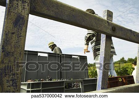 France, Champagne-Ardenne, Aube, workers loading crates full of grapes on truck View Large Photo Image Stock Image - France, Champagne-Ardenne, Aube, workers loading crates full of grapes on truck. Fotosearch