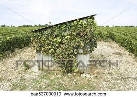 Stock Photo - France, Champagne-Ardenne, Aube, overgrown shed in vineyard. Fotosearch