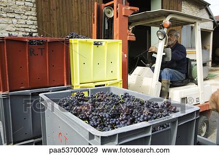 France, Champagne-Ardenne, Aube, forklift moving crates full of grapes View Large Photo Image Stock Photo - France, Champagne-Ardenne, Aube, forklift moving crates full of grapes. Fotosearch
