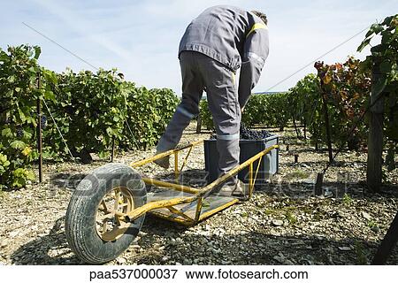 France, Champagne-Ardenne, Aube, vineyard worker putting grapes in plastic bin, wheelbarrow in foreground View Large Photo Image Stock Photo - France, Champagne-Ardenne, Aube, vineyard worker putting grapes in plastic bin, wheelbarrow in foreground. Fotosearch