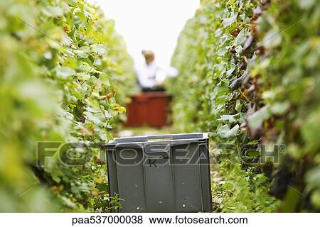 France, Champagne-Ardenne, Aube, plastic bin between two rows of grapevines in vineyard View Large Photo Image Stock Photo - France, Champagne-Ardenne, Aube, plastic bin between two rows of grapevines in vineyard. Fotosearch