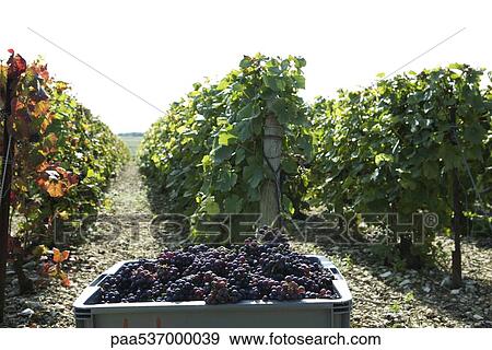 France, Champagne-Ardenne, Aube, vineyard, bin full of grapes in foreground View Large Photo Image Stock Photo - France, Champagne-Ardenne, Aube, vineyard, bin full of grapes in foreground. Fotosearch