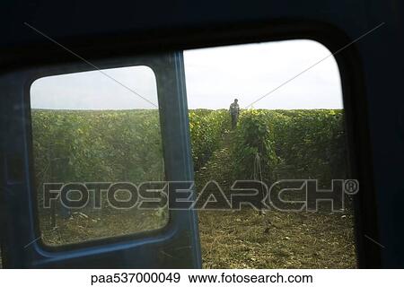France, Champagne-Ardenne, Aube, vineyard viewed through truck window View Large Photo Image Stock Photo - France, Champagne-Ardenne, Aube, vineyard viewed through truck window. Fotosearch