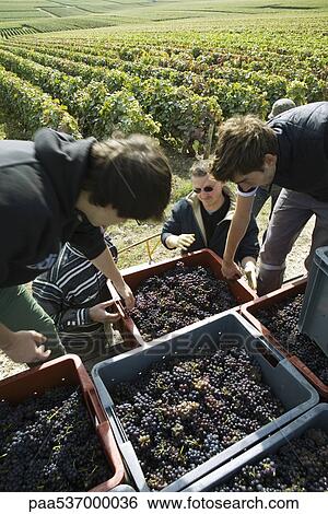 Stock Photograph - France, Champagne-Ardenne, Aube, workers loading bins of grapes in vineyard, high angle view. Fotosearch