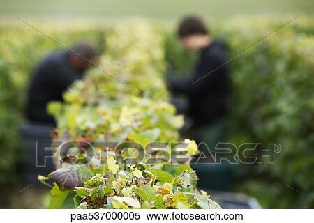 France, Champagne-Ardenne, Aube, workers picking grapes in vineyard, focus on foreground View Large Photo Image Stock Photography - France, Champagne-Ardenne, Aube, workers picking grapes in vineyard, focus on foreground. Fotosearch