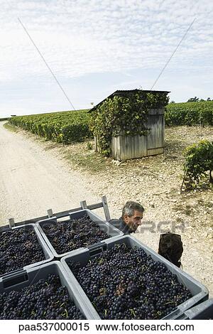 France, Champagne-Ardenne, Aube, workers chatting in vineyard, crates full of grapes in foreground View Large Photo Image Stock Photography - France, Champagne-Ardenne, Aube, workers chatting in vineyard, crates full of grapes in foreground. Fotosearch