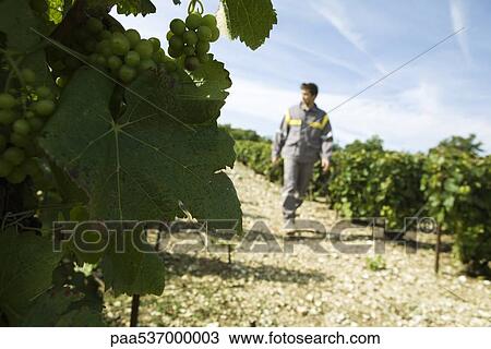 France, Champagne-Ardenne, Aube, white grapes on vine, man walking along vineyard path in background View Large Photo Image Stock Image - France, Champagne-Ardenne, Aube, white grapes on vine, man walking along vineyard path in background. Fotosearch