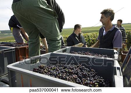 France, Champagne-Ardenne, Aube, wine harvesters loading bins of grapes in vineyard View Large Photo Image Stock Image - France, Champagne-Ardenne, Aube, wine harvesters loading bins of grapes in vineyard. Fotosearch