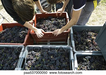 France, Champagne-Ardenne, Aube, wine harvesters View Large Photo Image Stock Image - France, Champagne-Ardenne, Aube, wine harvesters. Fotosearch