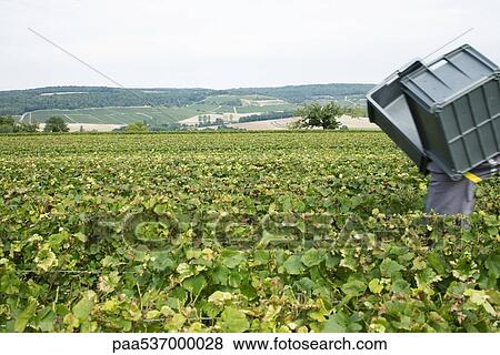 France, Champagne-Ardenne, Aube, wine harvester carrying plastic bins in vineyard View Large Photo Image Stock Photo - France, Champagne-Ardenne, Aube, wine harvester carrying plastic bins in vineyard. Fotosearch