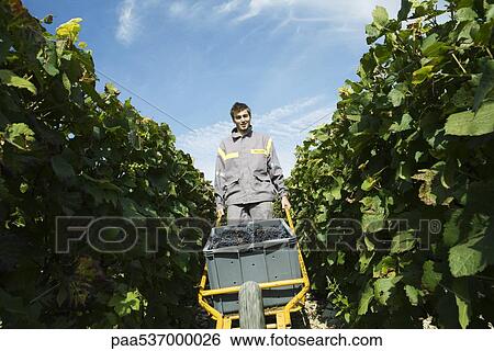 France, Champagne-Ardenne, Aube, wine harvester pushing cart full of grapes in vineyard, smiling at camera View Large Photo Image Stock Photograph - France, Champagne-Ardenne, Aube, wine harvester pushing cart full of grapes in vineyard, smiling at camera. Fotosearch