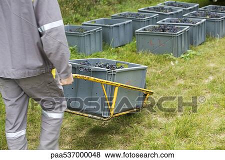 France, Champagne-Ardenne, Aube, worker hauling bins of grapes, cropped View Large Photo Image Stock Photo - France, Champagne-Ardenne, Aube, worker hauling bins of grapes, cropped. Fotosearch
