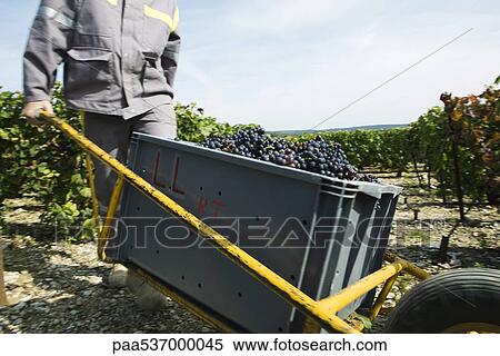 France, Champagne-Ardenne, Aube, worker transporting crate full of grapes in vineyard View Large Photo Image Stock Photography - France, Champagne-Ardenne, Aube, worker transporting crate full of grapes in vineyard. Fotosearch