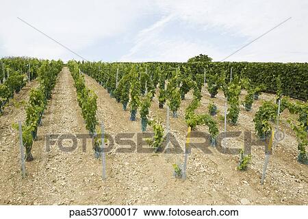 France, Champagne-Ardenne, Aube, young grapevines in vineyard View Large Photo Image Stock Photo - France, Champagne-Ardenne, Aube, young grapevines in vineyard. Fotosearch