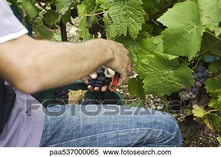 Grape harvester, cropped view View Large Photo Image Stock Photography - Grape harvester, cropped view. Fotosearch