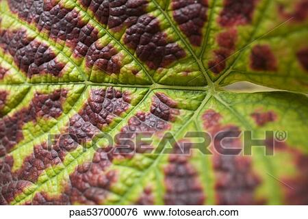 Grape leaf, extreme close-up View Large Photo Image Stock Photograph - Grape leaf, extreme close-up. Fotosearch