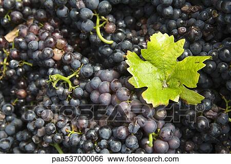 Grape leaf on heap of grapes View Large Photo Image Stock Photograph - Grape leaf on heap of grapes. Fotosearch
