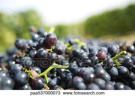 Grapes, close-up View Large Photo Image Stock Image - Grapes, close-up. Fotosearch