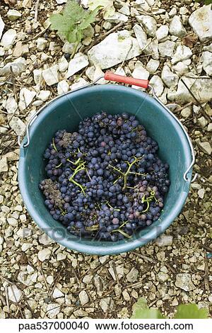Stock Image - Grapes in plastic bucket, high angle view. Fotosearch