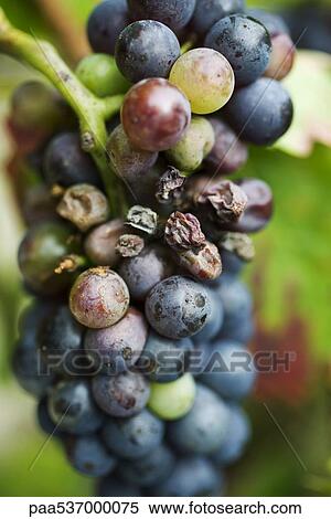 Grapes on vine, close-up View Large Photo Image Stock Photography - Grapes on vine, close-up. Fotosearch