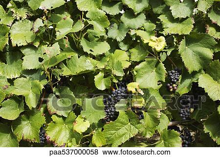 Grapevine, full frame View Large Photo Image Stock Photo - Grapevine, full frame. Fotosearch