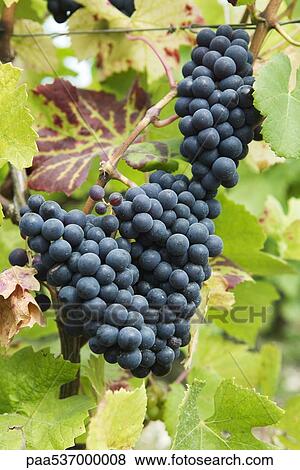 Stock Photo - Heavy bunches of black grapes on vine, close-up. Fotosearch