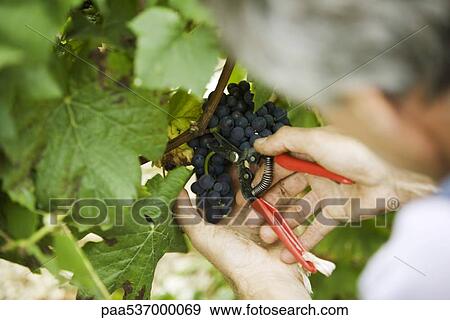 Stock Photo - Man cutting grapes off vine, cropped view. Fotosearch