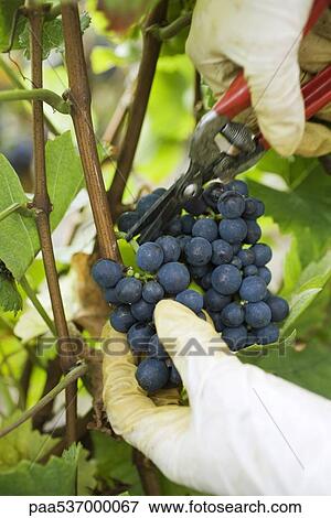 Person cutting grapes off vine, cropped view of hands View Large Photo Image Stock Photo - Person cutting grapes off vine, cropped view of hands. Fotosearch